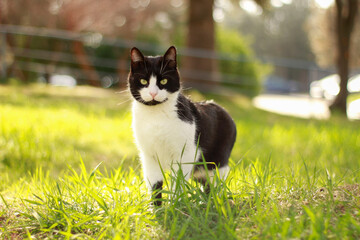 Fotografía de un gato negro y blanco con ojos verdes