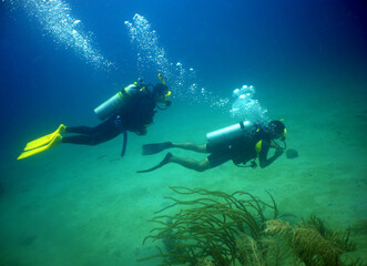 Naklejka na ściany i meble scuba divers in a coral reef in the caribbean sea