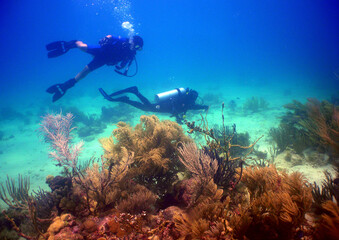 Naklejka na ściany i meble scuba divers in a coral reef in the caribbean sea