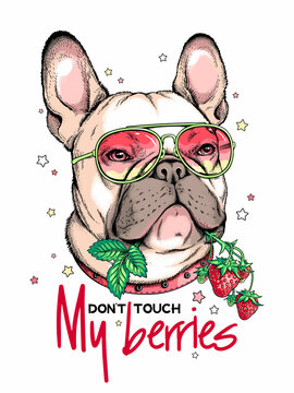 French Bulldog with a sprig of strawberries. Don't touch my berries illustration. Stylish image for printing on any surface