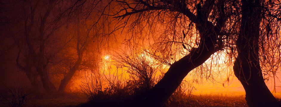 Spooky Forest In Autumn Night And Strange Lights