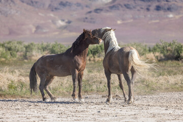 Obraz na płótnie Canvas Wild Horses in Spring in the Utah Desert