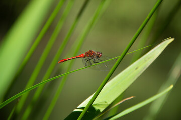 Dragonfly