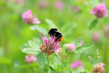 Bumblebee collects pollen and nectar on clover flower. Summer meadow with wildflowers in green grass