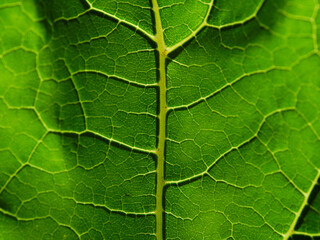 background texture green leaf structure macro photography