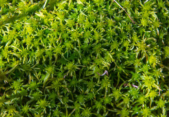 Green sphagnum moss lit by the sun
