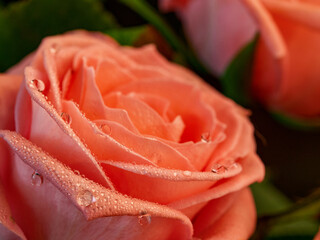 Red rose petals with rain drops closeup. Red Rose.