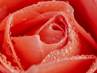 Red rose petals with rain drops closeup. Red Rose.