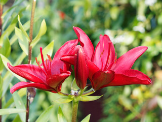(Lilium asiaticum) Flowering of beautiful deep red blooms of Asiatic lilies with recurved tepals on sturdy stems 