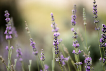 Lavender beautiful flowers