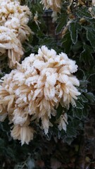 Frozen Chrysanthemums