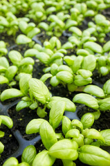 Close up picture of organic basil seedlings, selective focus.