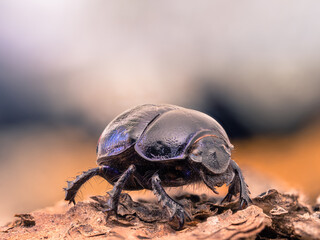 Detailreiche Nahaufnahme von einen schwarzen Mistkäfer auf einem Stück Holzrinde.