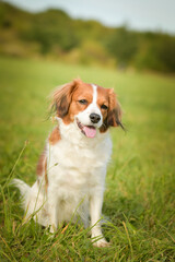 Portrait of dog kooikerhondje. She is so nice dog.