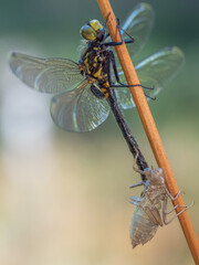 Nahaufnahme einer frisch geschlüpften Libelle sitzt über ihrer Larvenhülle an einen Grashalm.