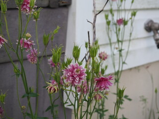 Columbine in garden