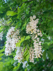 Weiß blühende Blütentrauben an kleinen Ästen der Robinie.