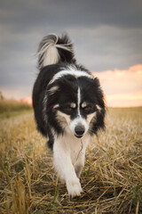 border collie is going in the field in the nature, in mountain in czech republic. She is very happy.