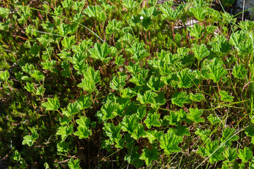 Green cloudberry leaves lit by the sun close up
