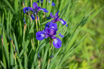 Blooming blue beardless irises lit by the sun © Nelli