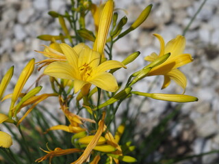 Day lilies in garden