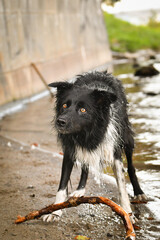 Fototapeta na wymiar Border collie is hunting stick in the water. She is wet dog.
