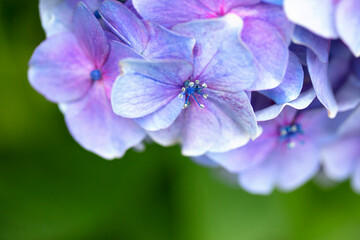 ブルーと薄紫の大きな花びらの紫陽花