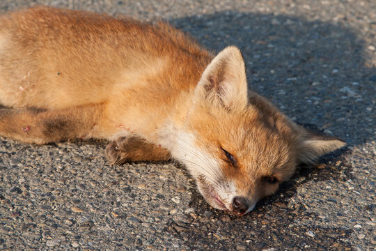 A sad sight on the side of the road, a young fox run over. The roads in Europe are a battlefield where 30 million mammals die every year from traffic.