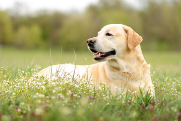light labrador lies on the grass in the park