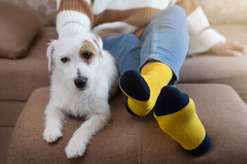 female legs in yellow socks on an ottoman and a white jack russell dog lies side by side