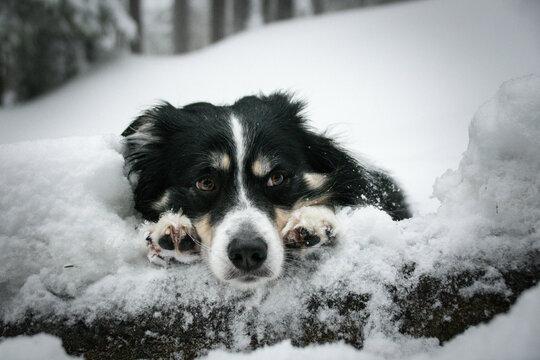 Tricolor border collie is lying in the forest in the snow. He is so fluffy dog.
