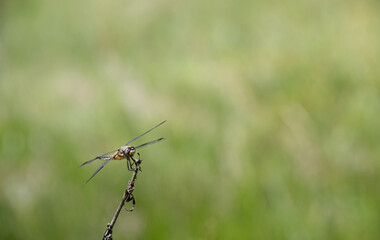 A flat-bellied dragonfly (Libellula depressa) perched on a branch outdoors against a green background with space for text