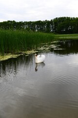 white swan on the water of a forest lake