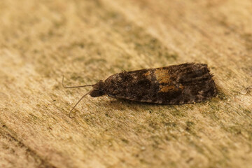 Closeup on the rare Endothenia nigricostana, the black-edged marble moth sitting on wood in the garden