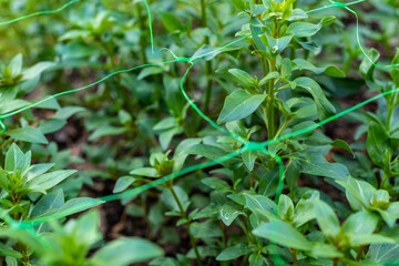 Cut flower netting. Plant support net. Using plastic garden netting to support snapdragon plants.