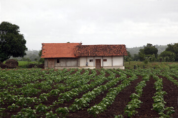 Fototapeta na wymiar Farmer's houses in a agricultural field.