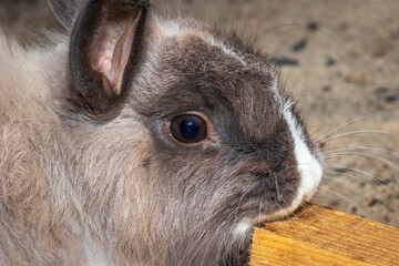 Domestic grey Jersey Wooly rabbit, Cape Town, South Africa