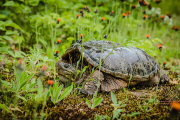 Turtle in field of flowers