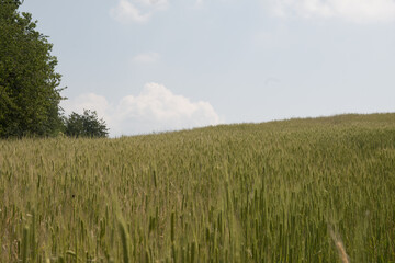 Lavanda di Sale San Giovanni