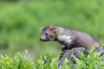 Side view of cute young marten outdoors. Horizontally. 