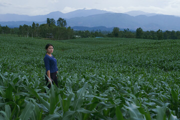 Naklejka na ściany i meble A local woman stands in a cornfield in the dark rainy season.
