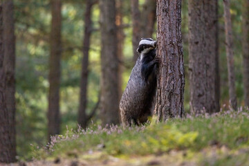 European badger is standing on his hind legs leaning against a tree in the forest. Horizontally.  © frank11