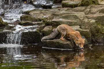 Fototapeta premium Portrait of cute fox drinking from a stream looking at the camera. Horizontally. 