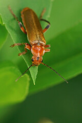 Vertical closeup on a yellow colored soldier beetle , Cantharis livida sitting on a green leaf