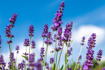 Obraz premium Lavender in full bloom with its beautiful purple color flowers against blue skies. Purple lavender plant background.