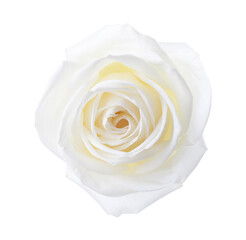 Rose of white color isolated on white background. Close-up.