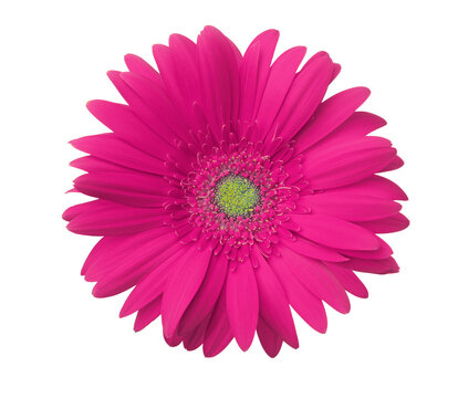 Gerbera flower of magenta color isolated on white background.