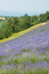 Obraz premium Lavanda di Sale San Giovanni