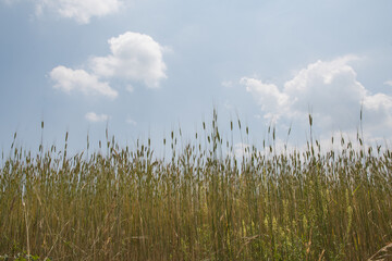Lavanda di Sale San Giovanni