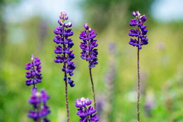 Kwiaty łubinu trwałego na łące. Pospolity chwast w uprawach polnych